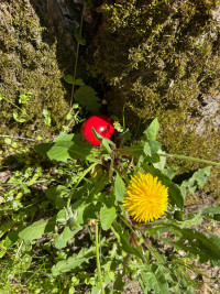 Verstecktes Osterei